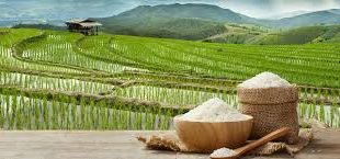 تامین کننده برنج